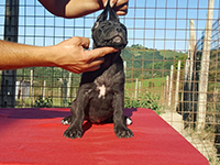 cane corso antico